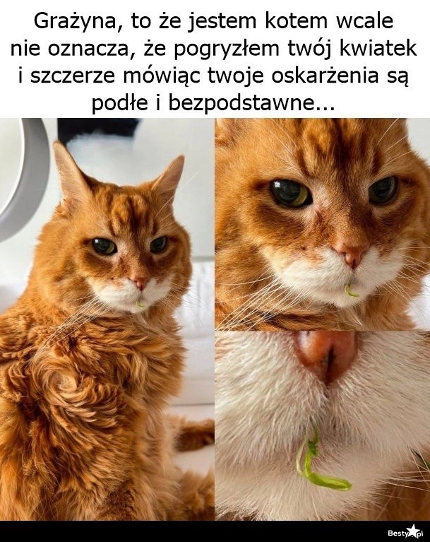 
    To są jakieś pomówienia 