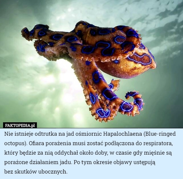 
    Nie istnieje odtrutka na jad ośmiornic Hapalochlaena (Blue-ringed octopus).