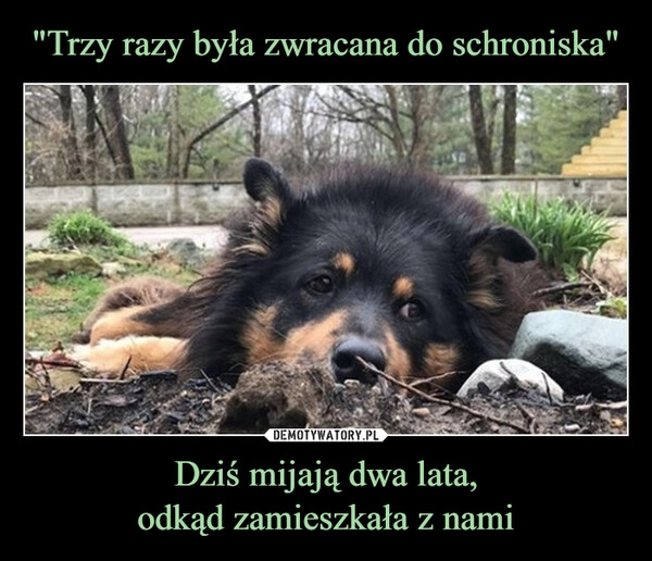 
    "Trzy razy była zwracana do schroniska" Dziś mijają dwa lata,
odkąd zamieszkała z nami