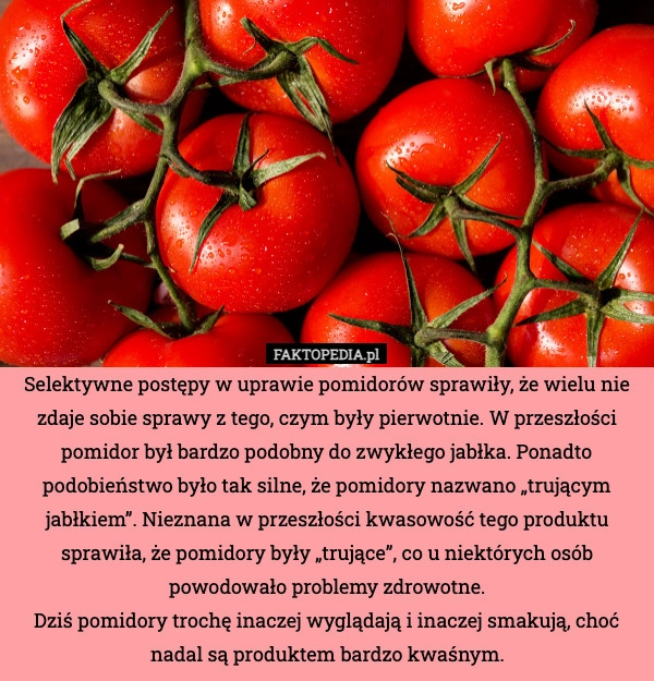 
    Selektywne postępy w uprawie pomidorów sprawiły, że wielu nie zdaje sobie