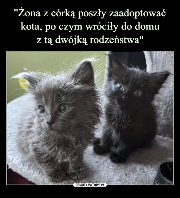 
    ''Żona z córką poszły zaadoptować kota, po czym wróciły do domu
z tą dwójką rodzeństwa"