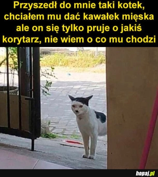 
    Skądś znam tego kota