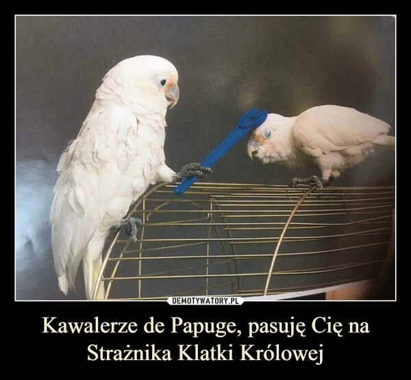 
    Kawalerze de Papuge, pasuję Cię na Strażnika Klatki Królowej