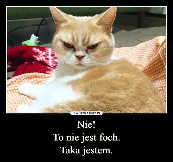 
    Nie!
To nie jest foch.
Taka jestem.