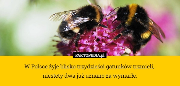 
    W Polsce żyje blisko trzydzieści gatunków trzmieli, 
niestety dwa już uznano