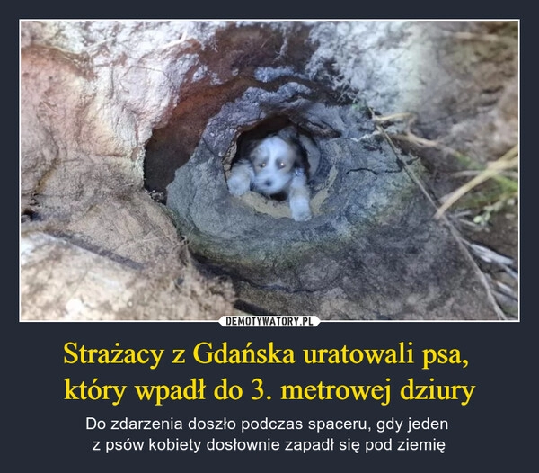 
    
Strażacy z Gdańska uratowali psa,
który wpadł do 3. metrowej dziury 