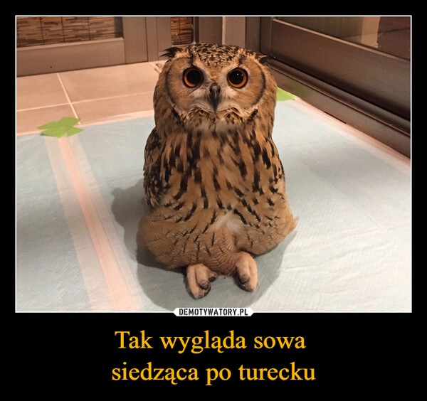 
    Tak wygląda sowa 
siedząca po turecku