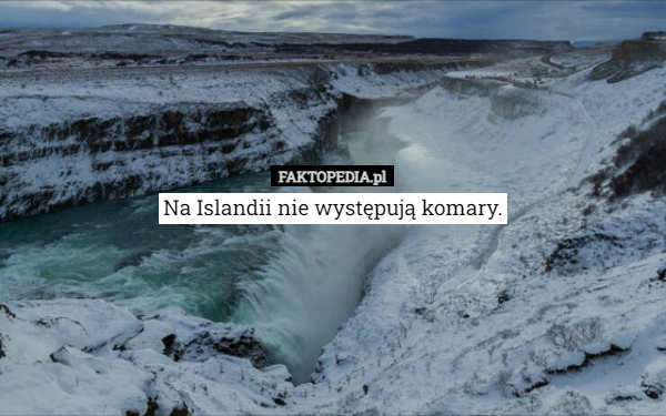 
    Na Islandii nie występują komary.