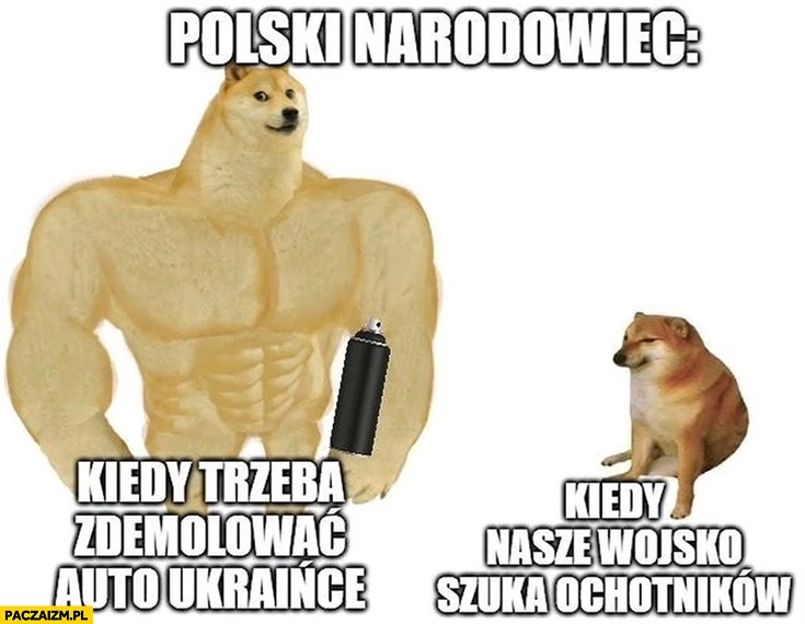 
    Polski narodowiec kiedy trzeba zdemolować auto Ukraińce vs kiedy nasze wojsko szuka ochotników pies pieseł doge cheems
