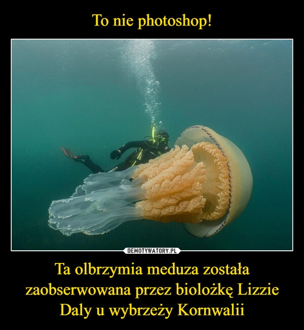 
    To nie photoshop! Ta olbrzymia meduza została zaobserwowana przez biolożkę Lizzie Daly u wybrzeży Kornwalii