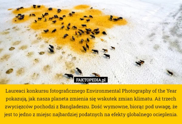 
    Laureaci konkursu fotograficznego Environmental Photography of the Year