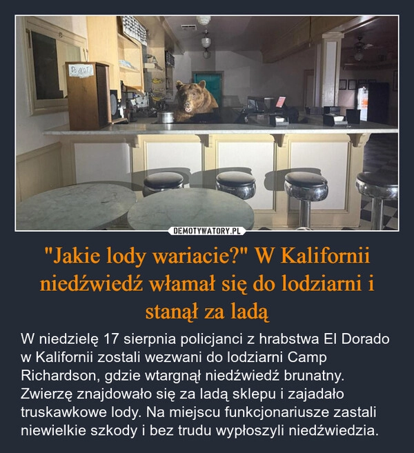 
    "Jakie lody wariacie?" W Kalifornii niedźwiedź włamał się do lodziarni i stanął za ladą