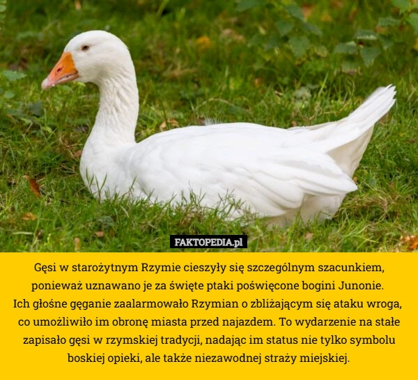 
    Gęsi w starożytnym Rzymie cieszyły się szczególnym szacunkiem, ponieważ