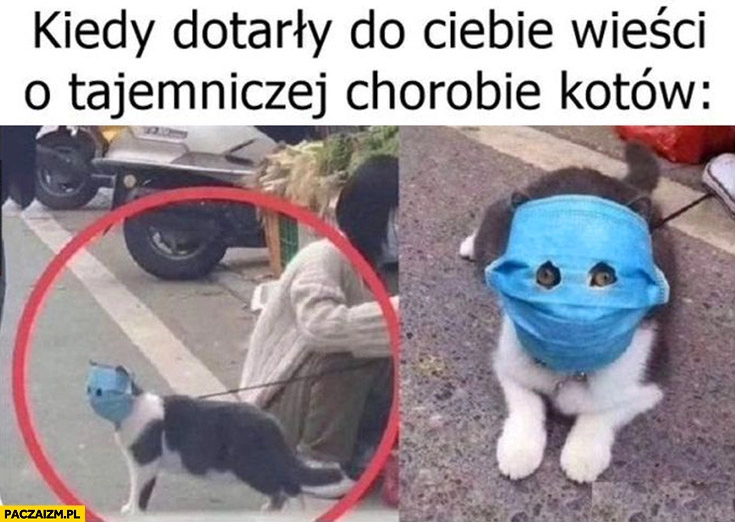 
    Kot w maseczce kiedy dotarły do ciebie wieści o tajemniczej chorobie kotów