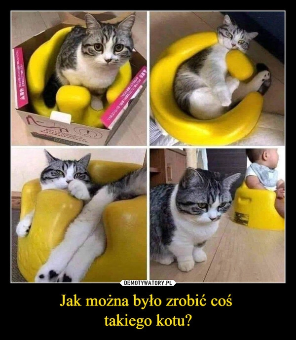 
    Jak można było zrobić coś 
takiego kotu?