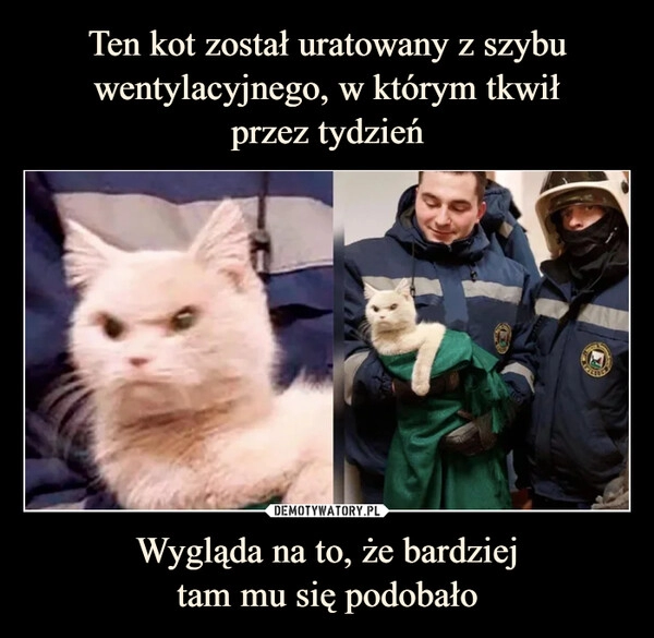 
    Ten kot został uratowany z szybu wentylacyjnego, w którym tkwił
przez tydzień Wygląda na to, że bardziej
tam mu się podobało 