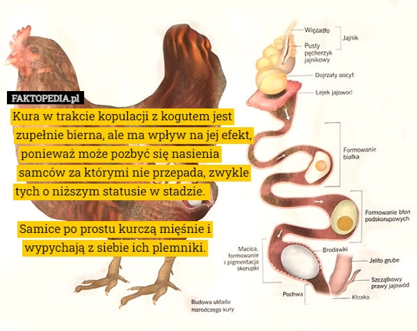 
    Kura w trakcie kopulacji z kogutem jest zupełnie bierna, ale ma wpływ na