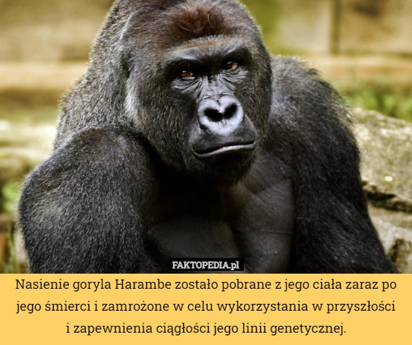 
    Nasienie goryla Harambe zostało pobrane z jego ciała zaraz po jego śmierci