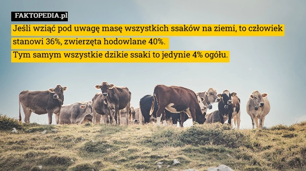 
    Jeśli wziąć pod uwagę masę wszystkich ssaków na ziemi, to człowiek stanowi