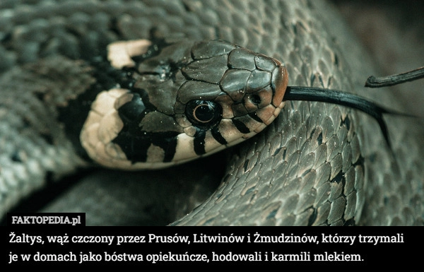 
    Žaltys, wąż czczony przez Prusów, Litwinów i Żmudzinów, którzy trzymali