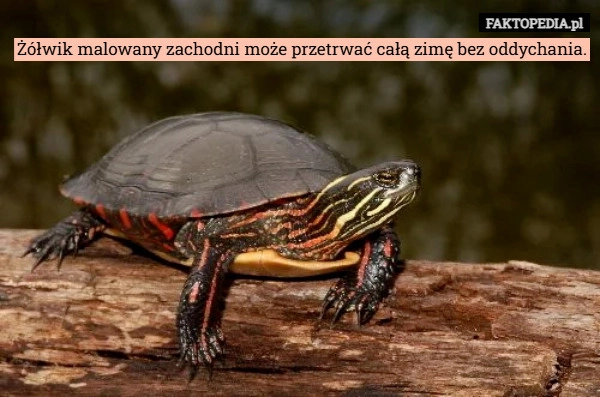 
    Żółwik malowany zachodni może przetrwać całą zimę bez oddychania.