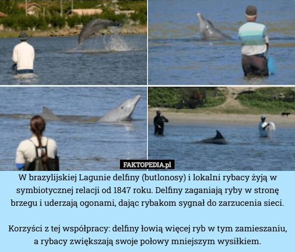 
    W brazylijskiej Lagunie delfiny (butlonosy) i lokalni rybacy żyją w symbiotycznej