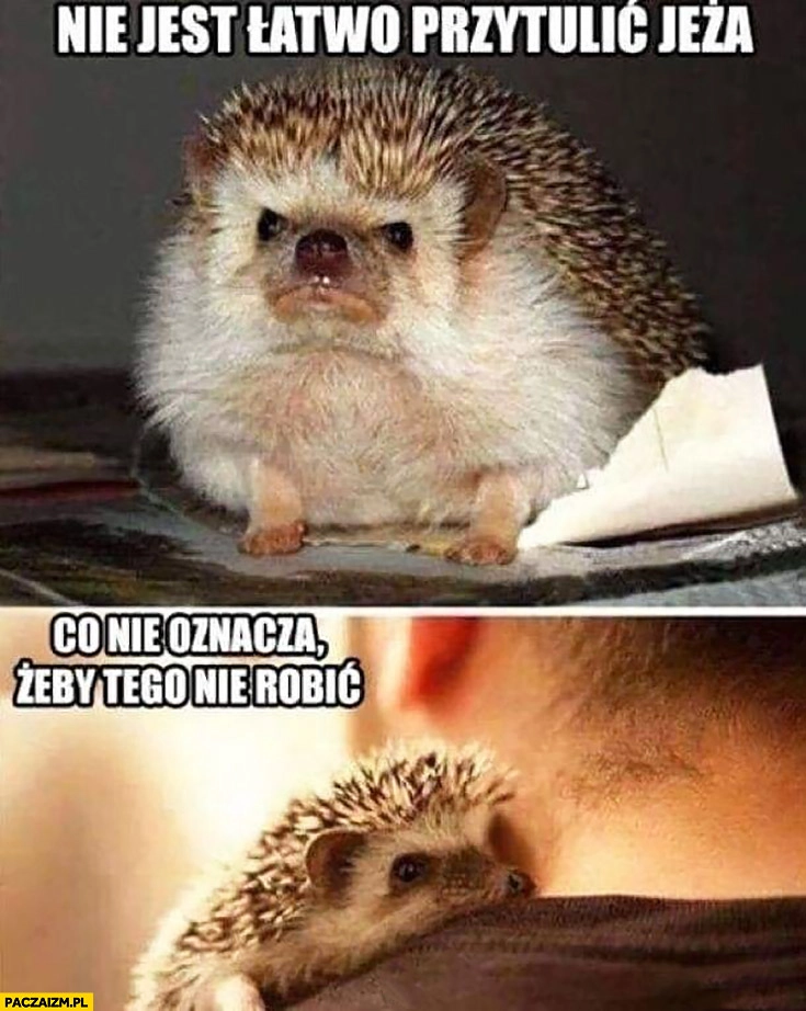 
    Nie jest łatwo przytulic jeża co nie oznacza żeby tego nie robić