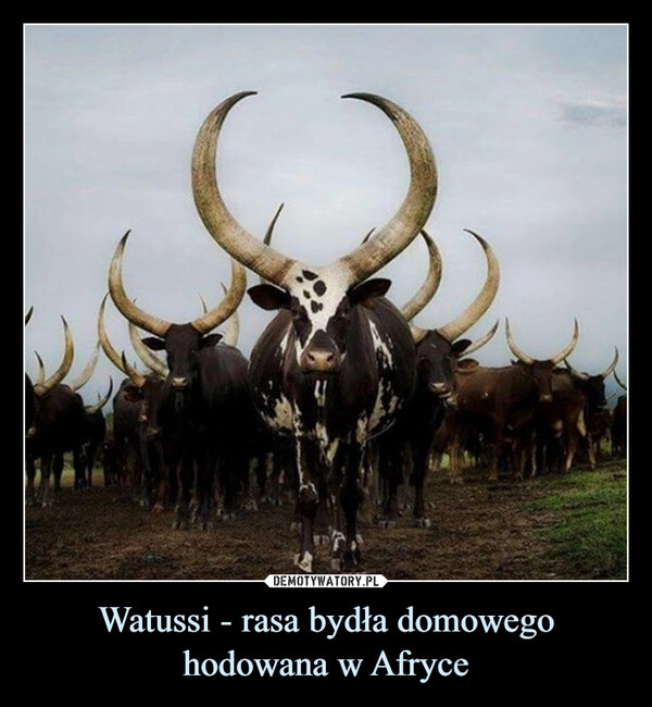 
    Watussi - rasa bydła domowego hodowana w Afryce