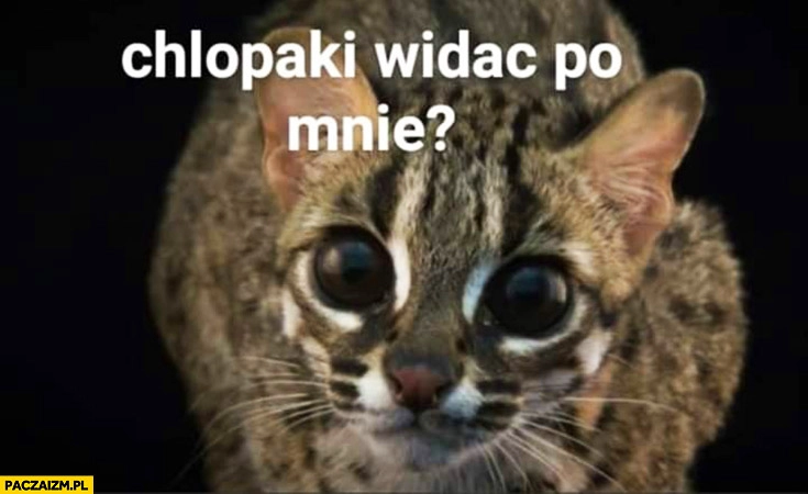 
    Kot wielkie oczy chłopaki widać po mnie że ćpałem brałem narkotyki?