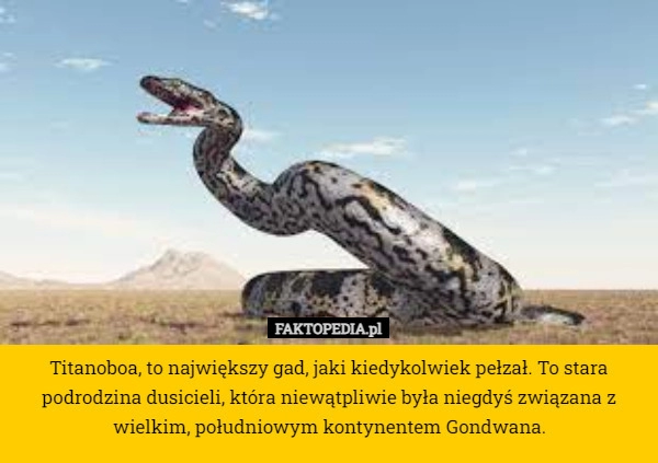 
    Titanoboa, to największy gad, jaki kiedykolwiek pełzał. To stara podrodzina