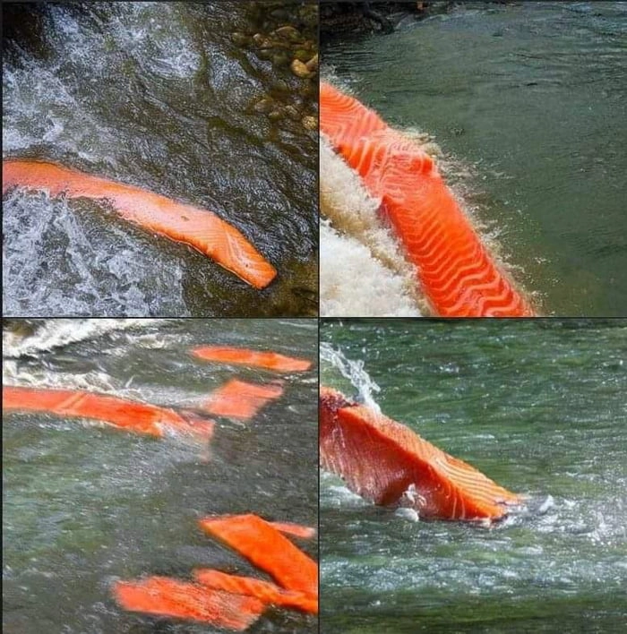 
    Salmon in a river according to AI