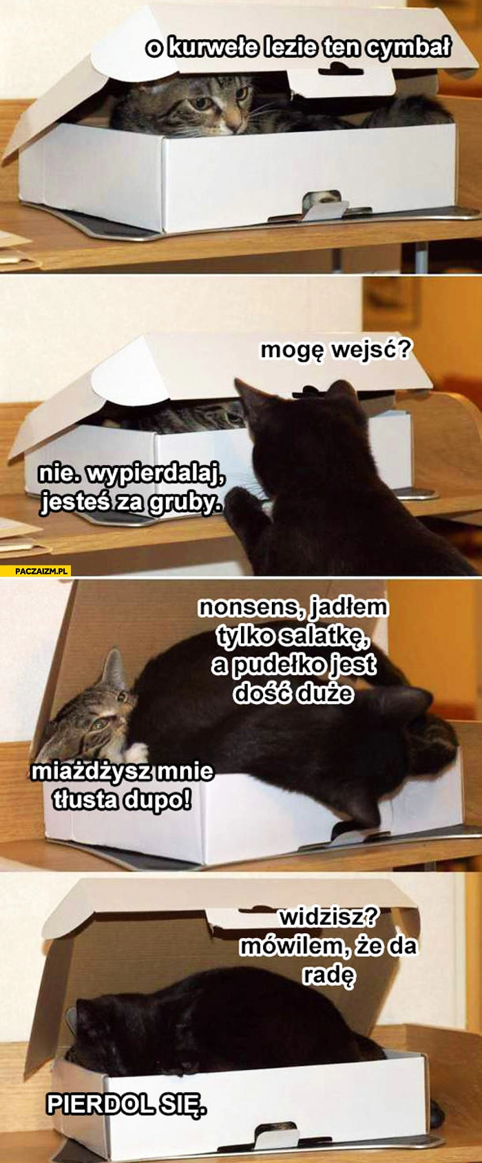 
    Lezie ten cymbał koty