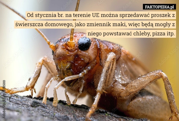 
    Od stycznia br. na terenie UE można sprzedawać proszek z świerszcza domowego,