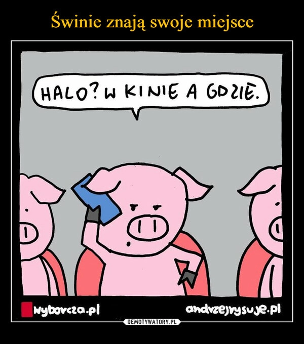 
    Świnie znają swoje miejsce