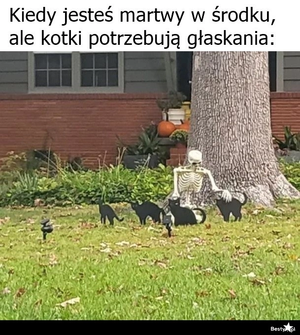 
    Kotki przede wszystkim 