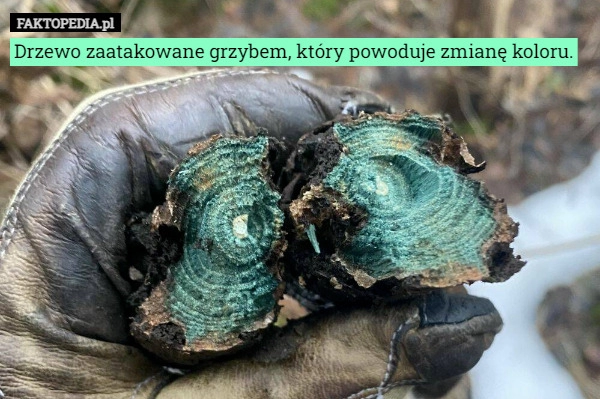 
    Drzewo zaatakowane grzybem, który powoduje zmianę koloru.