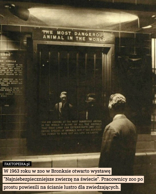 
    W 1963 roku w zoo w Bronksie otwarto wystawę "Najniebezpieczniejsze