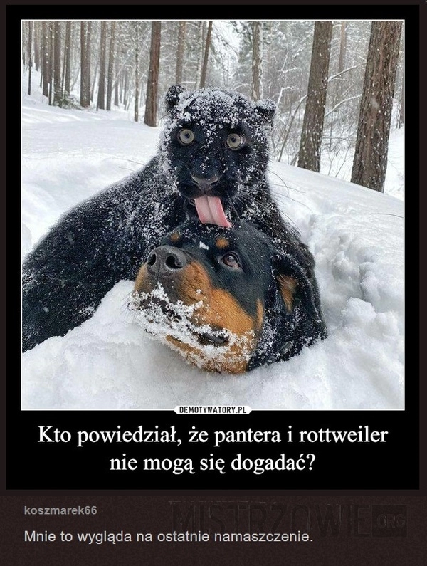 
    Dogadać się jak pies z kotem