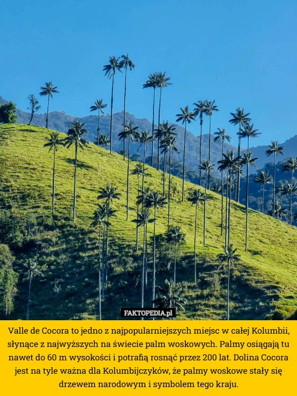 
    Valle de Cocora to jedno z najpopularniejszych miejsc w całej Kolumbii,