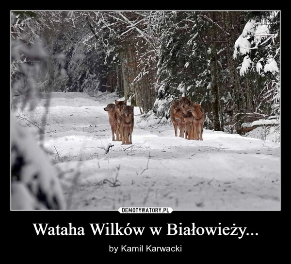 
    Wataha Wilków w Białowieży...