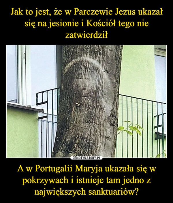 
    Jak to jest, że w Parczewie Jezus ukazał się na jesionie i Kościół tego nie zatwierdził A w Portugalii Maryja ukazała się w pokrzywach i istnieje tam jedno z największych sanktuariów?