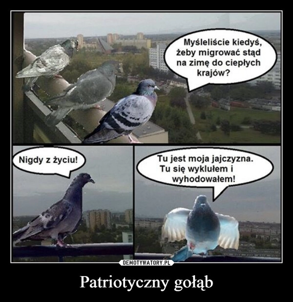 
    Patriotyczny gołąb