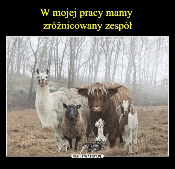 
    W mojej pracy mamy 
zróżnicowany zespół