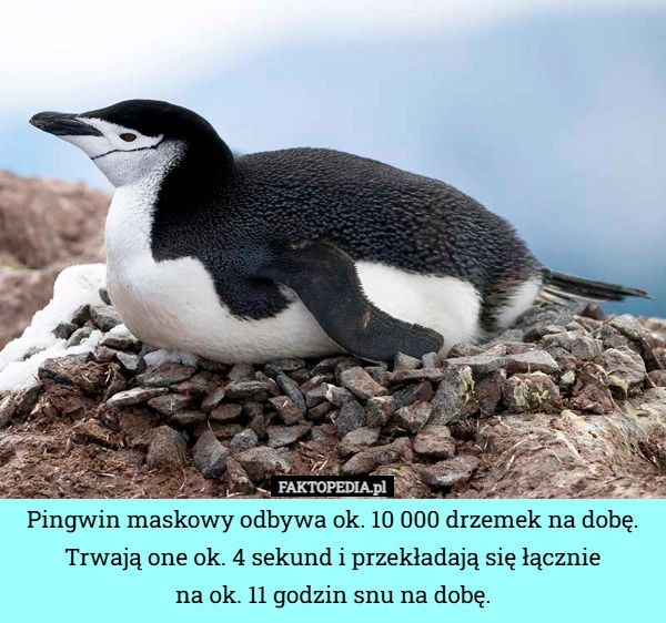
    Pingwin maskowy odbywa ok. 10 000 drzemek na dobę. Trwają one ok. 4 sekund