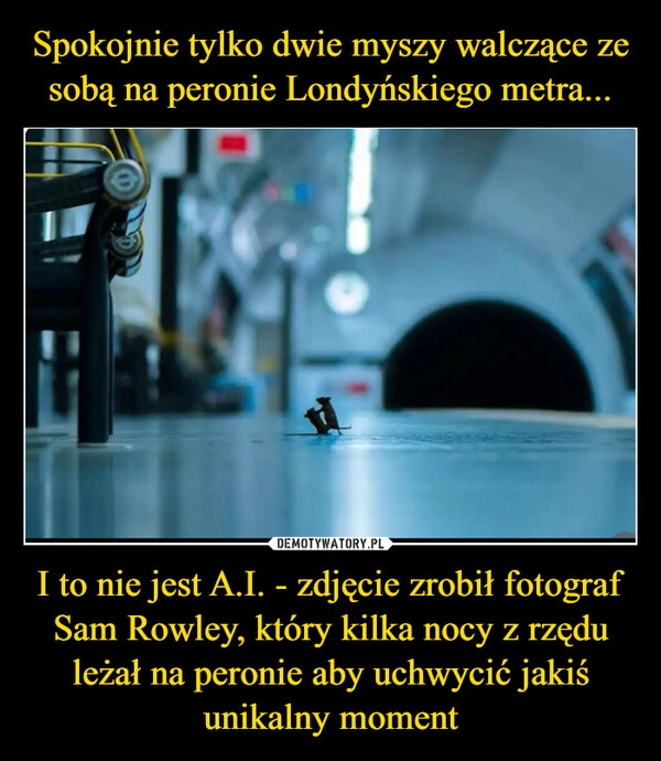 
    Spokojnie tylko dwie myszy walczące ze sobą na peronie Londyńskiego metra... I to nie jest A.I. - zdjęcie zrobił fotograf Sam Rowley, który kilka nocy z rzędu leżał na peronie aby uchwycić jakiś unikalny moment
