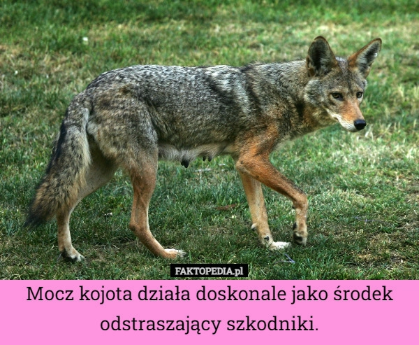 
    Mocz kojota działa doskonale jako środek odstraszający szkodniki.