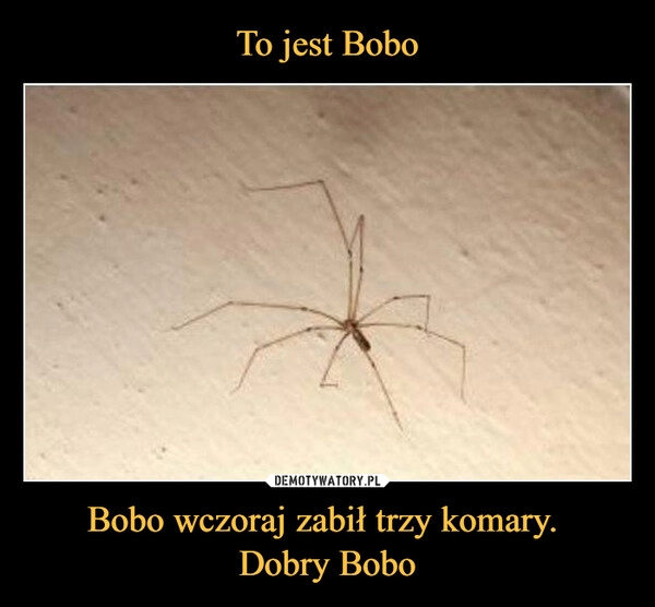 
    To jest Bobo Bobo wczoraj zabił trzy komary. 
Dobry Bobo