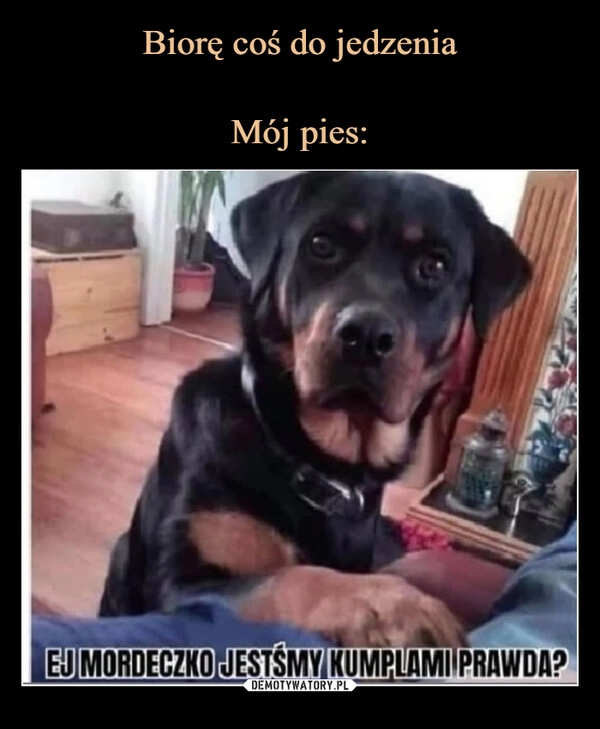 
    Biorę coś do jedzenia

Mój pies: