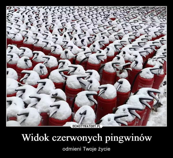 
    Widok czerwonych pingwinów