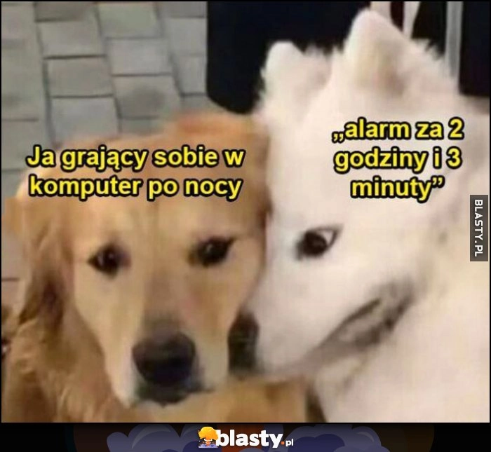 
    Ja grający sobie w komputer po nocy vs alarm za 2 godziny i 3 minuty psy pies patrzy